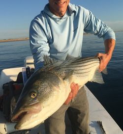 Massachusetts Striped Bass